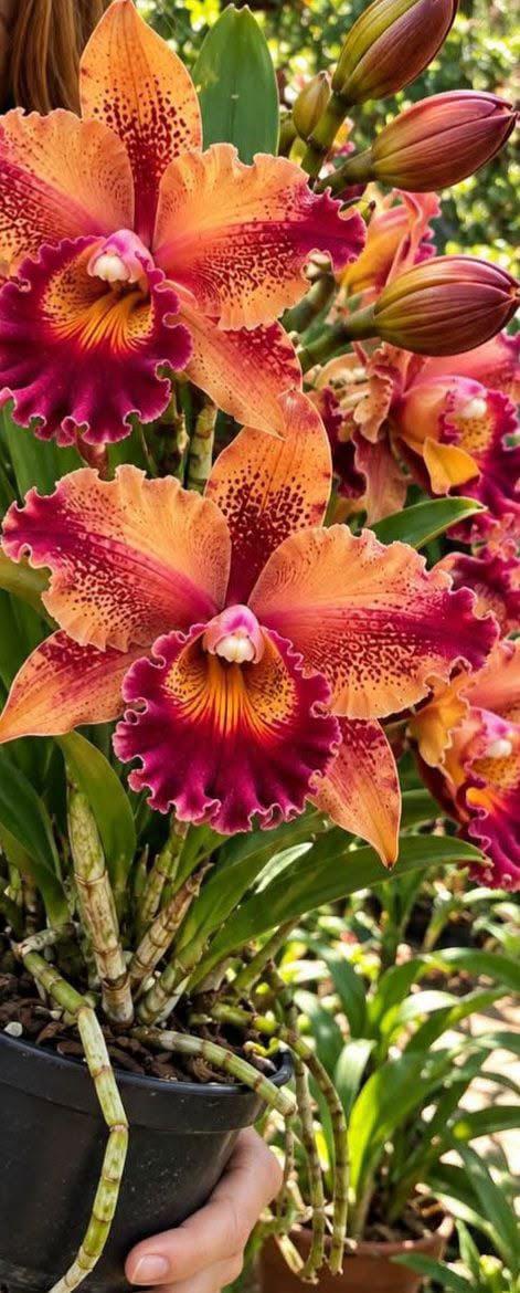 Milhares de belas orquídeas vão colorir Umuarama inteira...