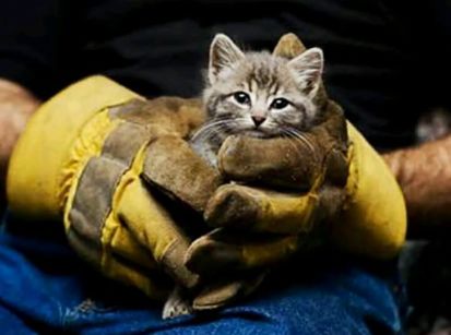 Agora é lei: Pets shops devem denunciar maus tratos a animais!