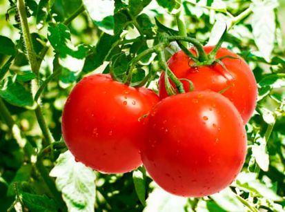 O tomate está cada dia mais caro!!! Pode isso???