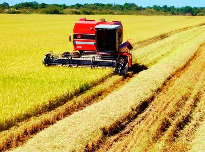 O Censo Agropecuário do IBGE está chegando ao final...